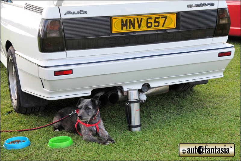 Dogs At Car Shows