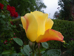 the rose garden, Wellington