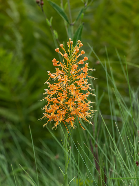 Platanthera ciliaris (Yellow Fringed orchid)