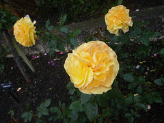 the rose garden, Wellington