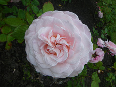 the rose garden, Wellington