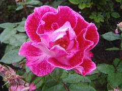 the rose garden, Wellington