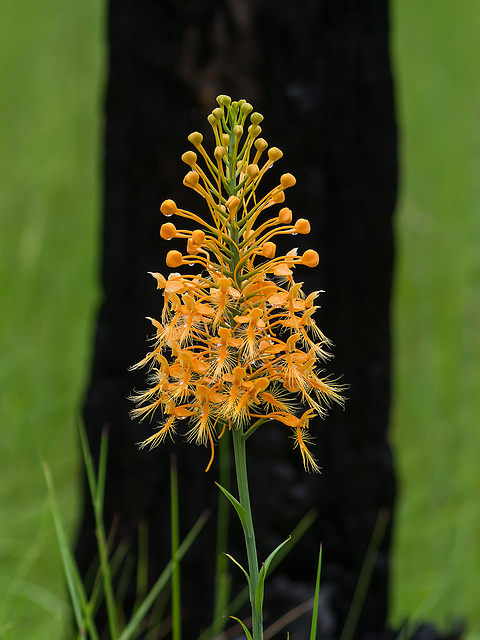 Platanthera ciliaris (Yellow Fringed orchid)