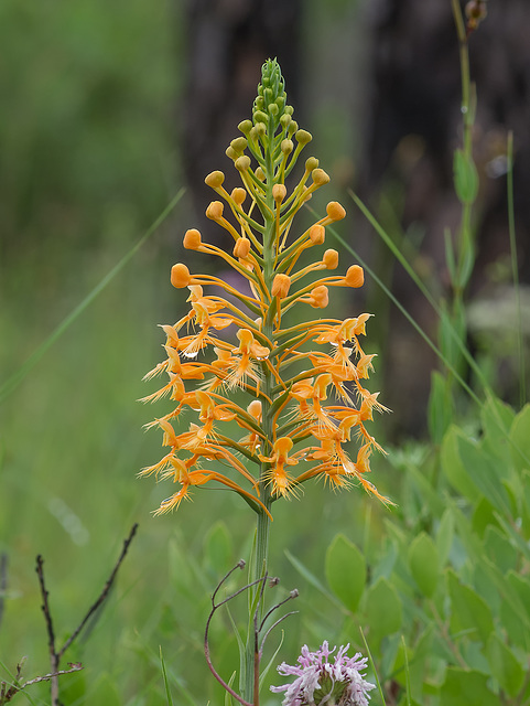 Platanthera ciliaris (Yellow Fringed orchid)