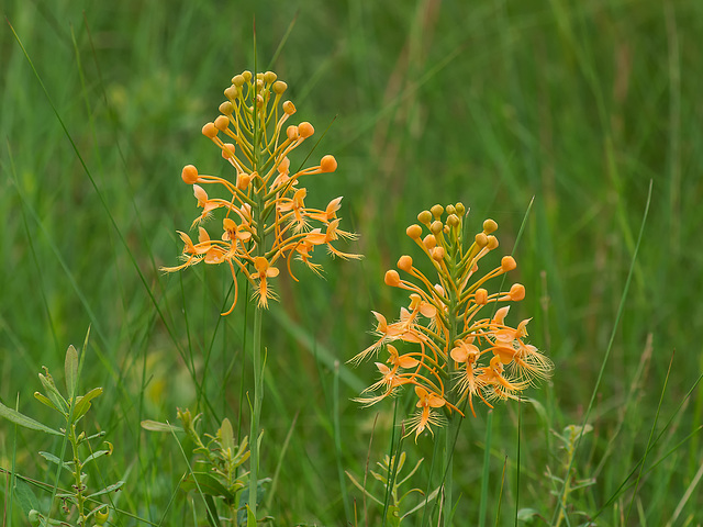 Platanthera ciliaris (Yellow Fringed orchid)