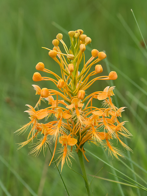 Platanthera ciliaris (Yellow Fringed orchid)