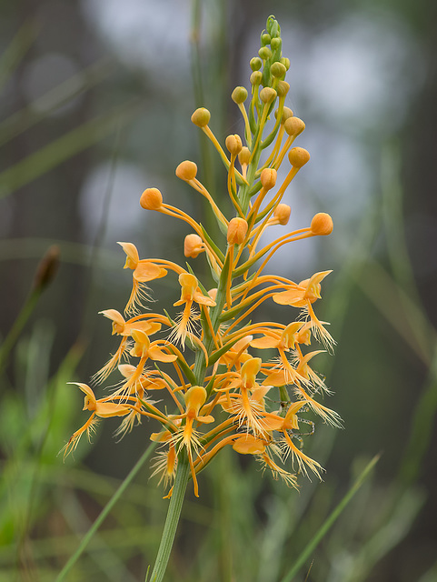 Platanthera ciliaris (Yellow Fringed orchid)