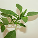 Amaranthus hybridus (2)