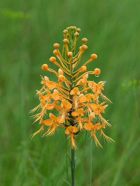 Platanthera ciliaris (Yellow Fringed orchid)