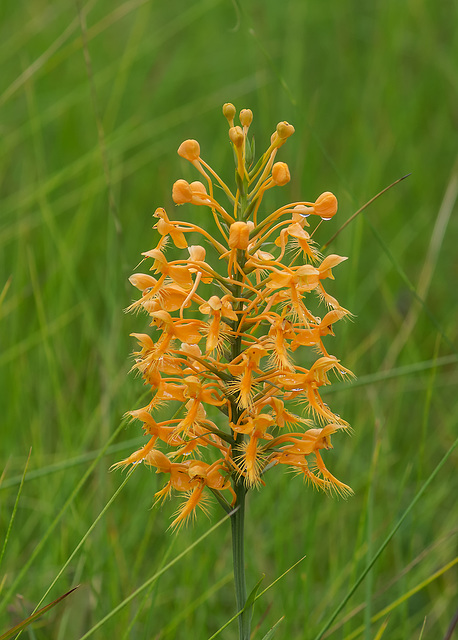 Platanthera ciliaris (Yellow Fringed orchid)