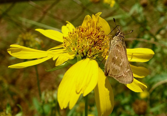 Fiery Skipper on Sunflower