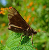 Fiery Skipper on Lantana leaf