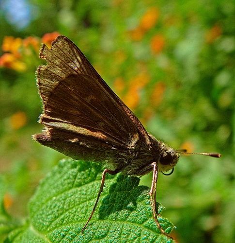 Fiery Skipper on Lantana leaf