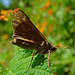 Fiery Skipper on Lantana leaf