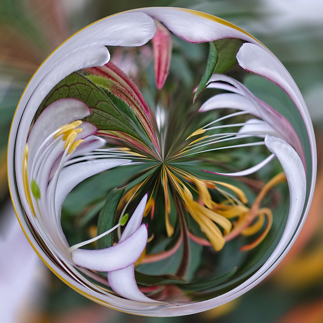 Honeysuckle Circle