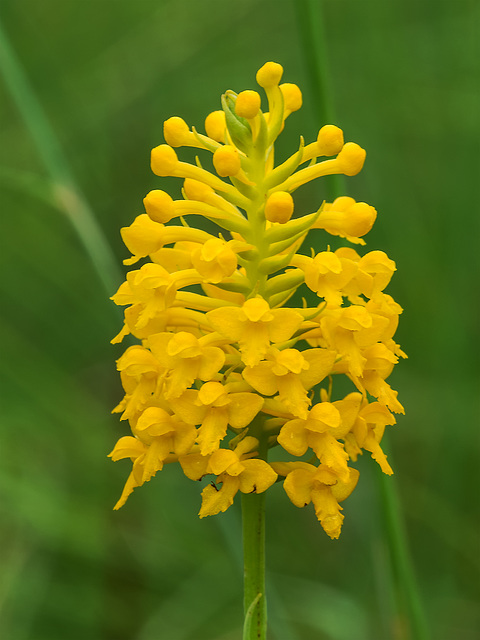 Gymnadeniopsis integra (Yellow Fringeless orchid)