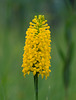 Gymnadeniopsis integra (Yellow Fringeless orchid)