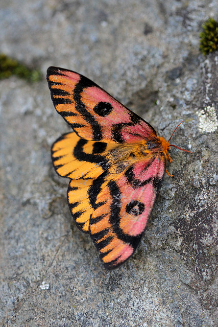 Western Sheep Moth