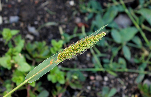 Setaria