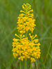 Gymnadeniopsis integra (Yellow Fringeless orchid)