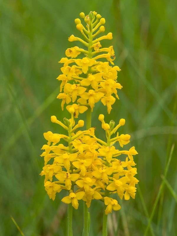 Gymnadeniopsis integra (Yellow Fringeless orchid)