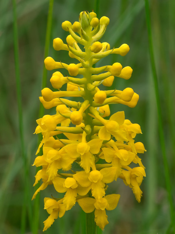 Gymnadeniopsis integra (Yellow Fringeless orchid)