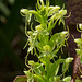 Habenaria repens (Water-spider orchid)