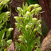 Habenaria repens (Water-spider orchid)