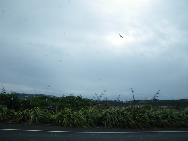 Harrier hawk and ...... rain