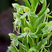 Habenaria repens (Water-spider orchid)