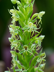 Habenaria repens (Water-spider orchid) Habenaria repens (Water-spider orchid)