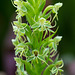 Habenaria repens (Water-spider orchid)