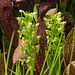 Habenaria repens (Water-spider orchid) [Explore 2013-08-19]