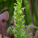 Habenaria repens (Water-spider orchid)