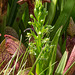 Habenaria repens (Water-spider orchid)