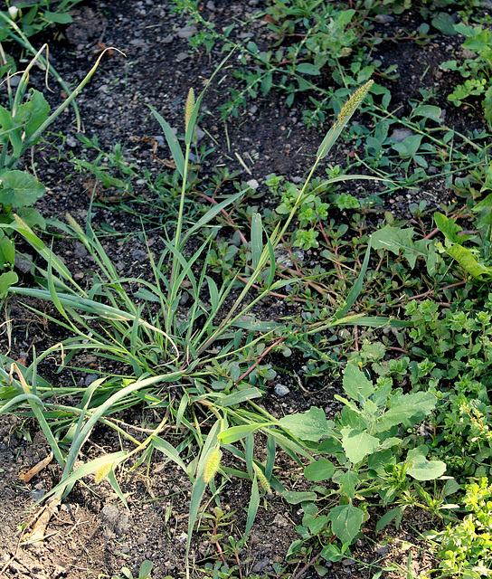 Setaria viridis