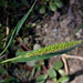 Setaria viridis (3)