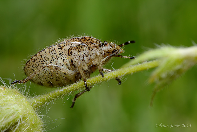 Hairy Shieldbug Nymph