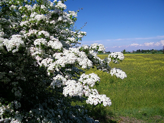 Fleurs blanches