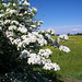 Fleurs blanches