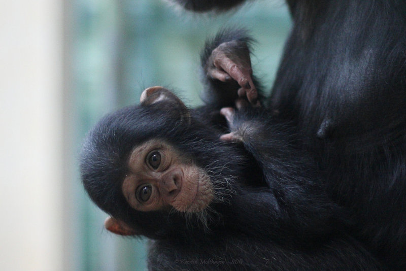 Nachwuchs im Leintalzoo Schwaigern