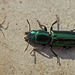 Temnoscheila chlorodia - a bark gnawing beetle