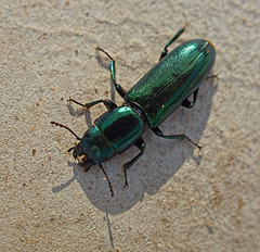 Temnoscheila chlorodia - a bark gnawing beetle ~ emerald Jewel