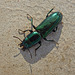 Temnoscheila chlorodia - a bark gnawing beetle ~ emerald Jewel