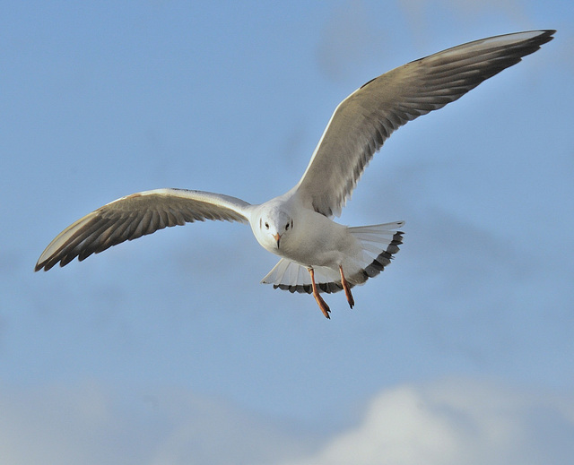 Une mouette observe...