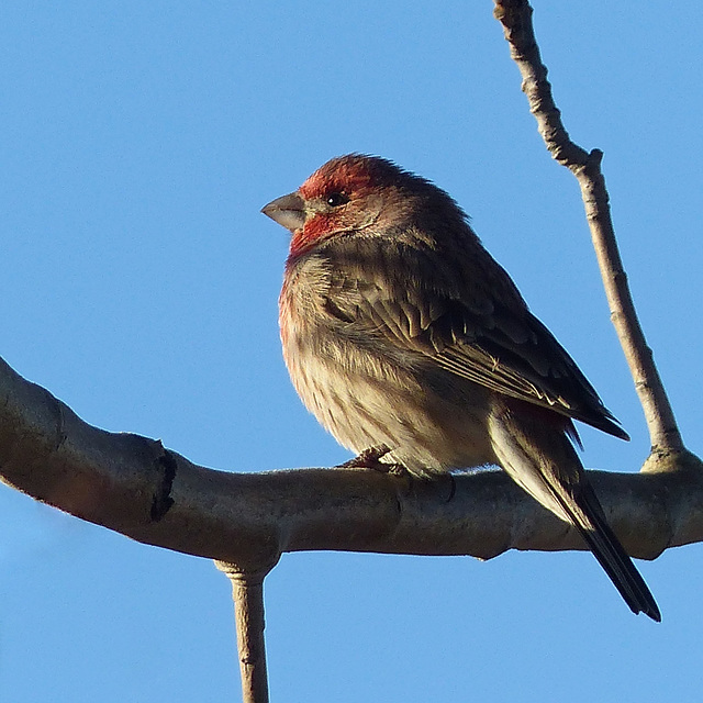 House Finch enjoying the sun's warmth