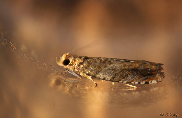 Epinotia abbreviana