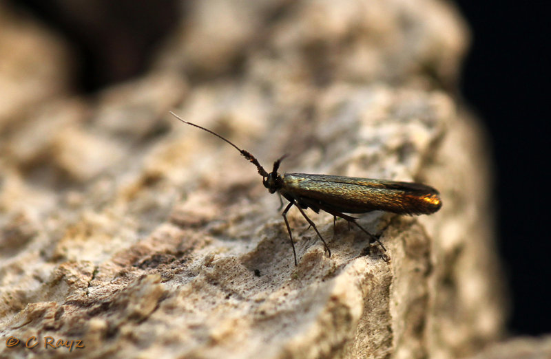 Coleophora deauratella