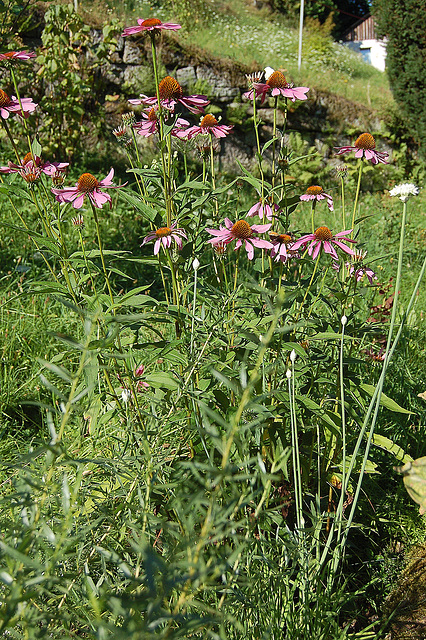 ĝardenfloro (Gartenblume)