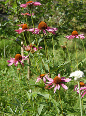 ĝardenfloro (Gartenblume)